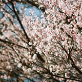 権現堂桜堤
