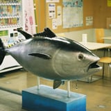 フライングツナ