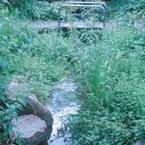 植物園・園内小川