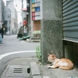 路地裏の猫