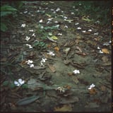 花散る小道