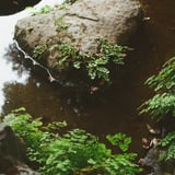 清澄庭園