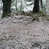 桜の樹の下には