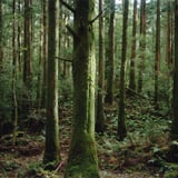 屋久島の森