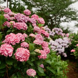 ありがちな紫陽花