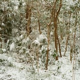 雪の森