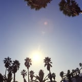島のヤシの木