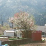 春の風景