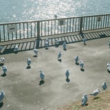 ゆりかもめ