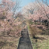 桜の階段