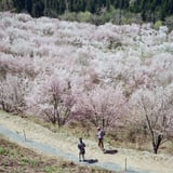 福島の桜