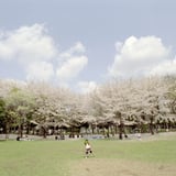 ハルノヒ