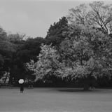 花とともに傘も咲く