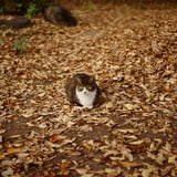 いつもの居場所