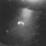 Dandelion in the Light.