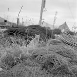 つい撮りシリーズ‐猫