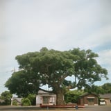 公民館の木