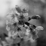 雨中の桜