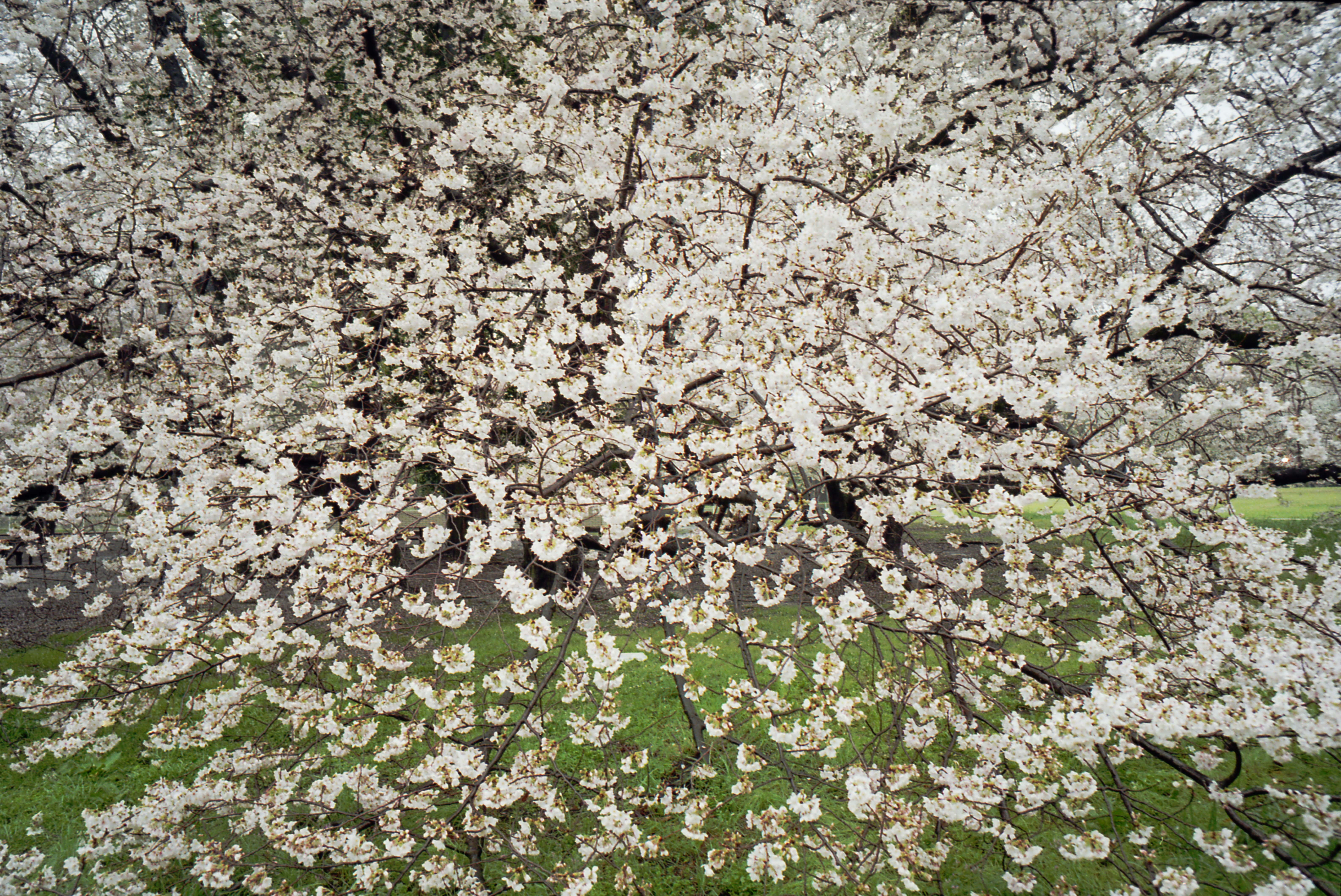 Wall of Cherry Blossom