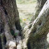 ど根性たんぽぽ