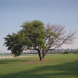 キカイダーの木