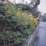 小学校の花壇