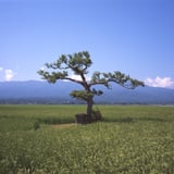 田んぼの御神木