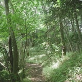 新緑の森