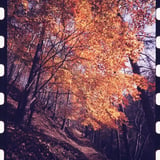 紅葉狩り