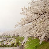 初めての春