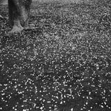 雨とともに花も散る