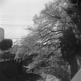 一期一会の桜