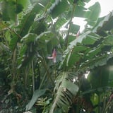 バナナの花