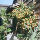 ランタナ