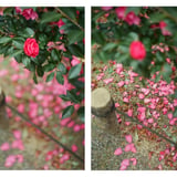 山茶花