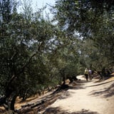 Path of Life