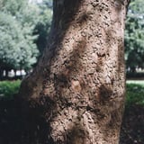 木肌