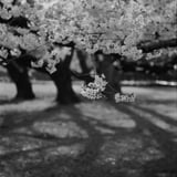 ことしの桜🌸