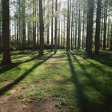 公園フォトウォーク