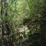 屋久島