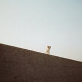 堤防の上のにゃんこ