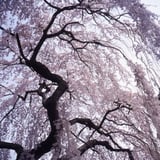 もしも二十年がこの一瞬の間にたつたとしても