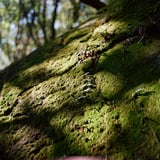 岩苔草