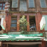 栽培 or 野生