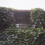 朝顔の家