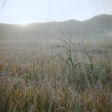 朝霜