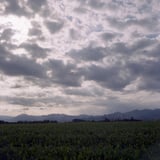 雲と稲と鯉のぼり