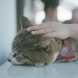 猫になりたい