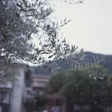 雨とオリーブ