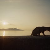 島暮らしのにゃんこ